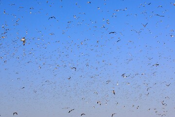 Massive flock of birds in the sky