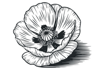 Obraz premium Single Poppy Flower Outline with Shadow. Vector hand drawn illustration