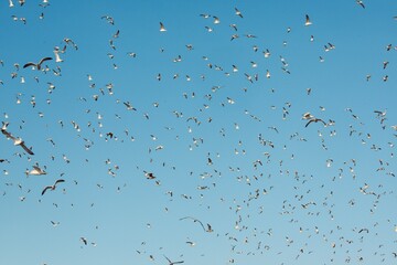 Gull birds in flight, full frame view