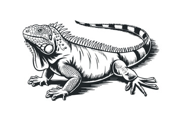 Obraz premium Detailed line drawing of an iguana in profile on transparent background. Vector hand drawn illustration