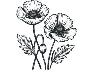 Fototapeta premium Line art poppy flower with bud on transparent background. Vector hand drawn illustration