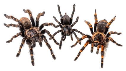Three tarantulas with different colors and patterns standing against a black background in a studio shot