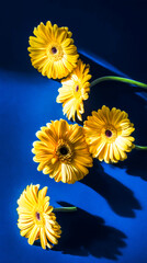 Vibrant yellow gerbera daisies arranged artistically against a deep blue background, minimalist floral concept.
