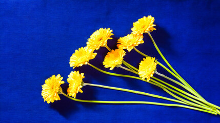 Vibrant yellow gerbera daisies arranged artistically against a deep blue background, minimalist floral concept.
