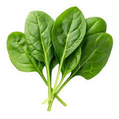 Bunch of Five Fresh Green Spinach Leaves Tied Together food