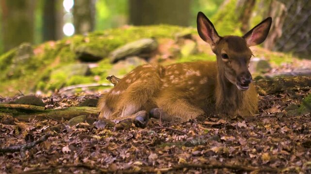 Close up of an axis deer fawn relaxing on the forest ground on a sunny autumn day and looking around