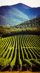 Serene vineyard landscape with orderly grapevine rows under natural sunlight, evoking tranquility and growth.
