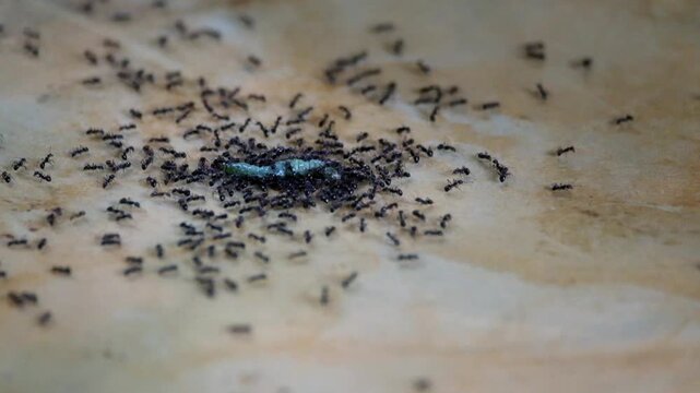 A group of black ants eating caterpillars. Ecology and environmental concept. 4K footage