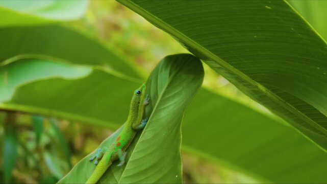 A close up shot captures a vibrant Gold Dust Day Gecko Phelsuma laticauda perched on a large, lush green leaf within a serene Hawaiian botanical garden. The gecko's striking green and gold coloration 