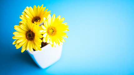 Bright yellow gerbera flowers in a simple vase against a vibrant blue background.
