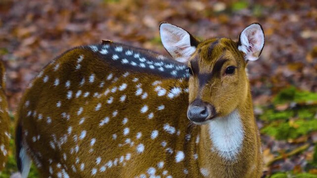 Close up of axis adut deers walking around the forest on a sunny autmn day