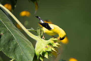 Closeup of Male American Goldfinch perched on sunflower eating seeds.