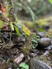 moss on the rocks