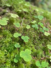 green moss on the ground