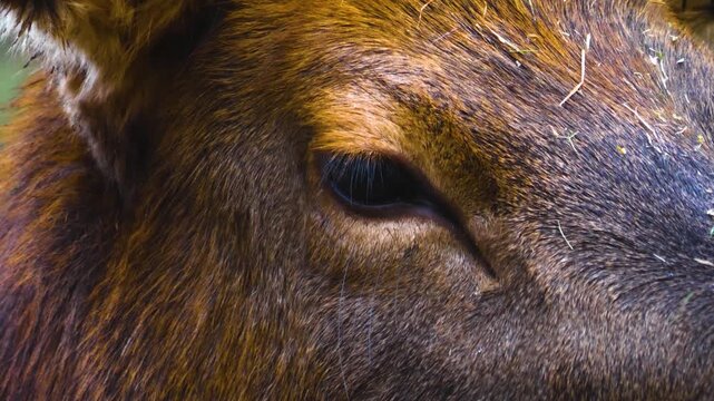 Close up of an altai deer elk dow standing in the forest and looking around ona sunny day in autumn