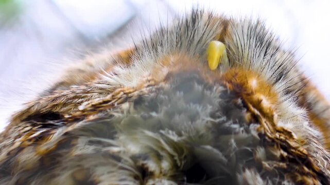 Cloae up of a small owl head looking arund on a sunnx autumn day
