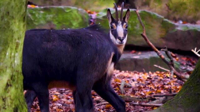 Close up of a chamois antelope goat standing in the woods and searching on a cloudy autumn day
