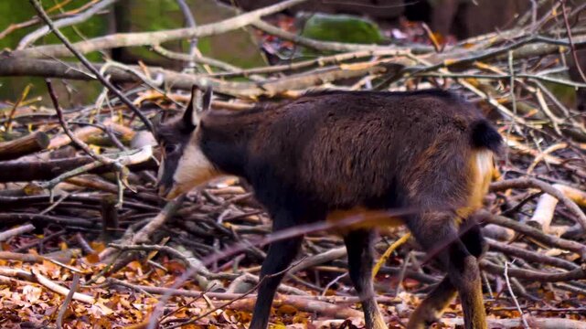Close up of a chamois antelope goat standing in the woods and searching on a cloudy autumn day
