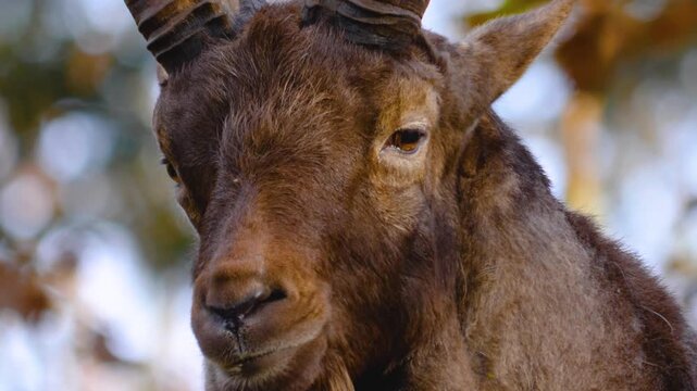 Close up of a large ibex, ram head turning around the forest on a sunny autumn day