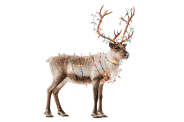 A Christmas reindeer with colorful lights around antlers, isolated on a transparent background.