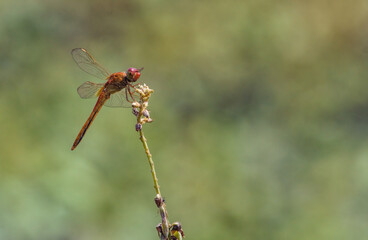 dragonfly on a leaf
