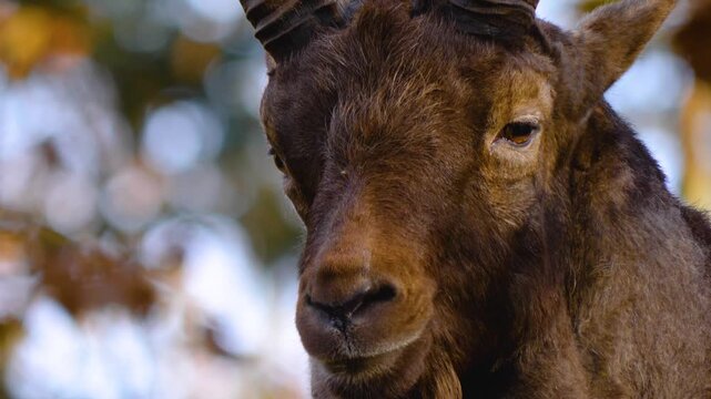 Close up of a large ibex, ram head looking around the forest on a sunny autumn day