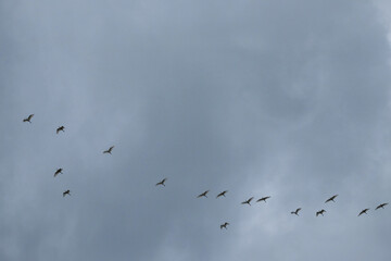 Silhouette of a flock of birds flying in a cloudy sky. Copy space for text. Climate and weather concept. For graphic design, 3D rendering and banners