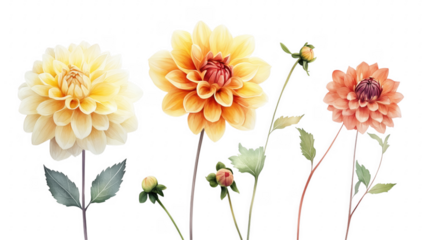 Watercolor dahlia flowers in various hues with leaves on a background