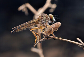 Robberfly with prey at tree