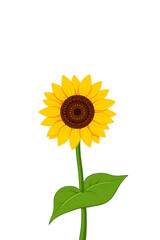 Fototapeta premium A vibrant illustration of a single sunflower with yellow petals and green leaves against white.