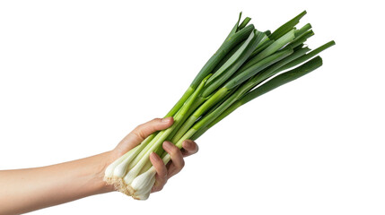 Hand holding Leeks isolate on transparency background