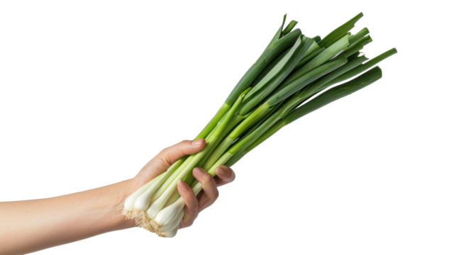 Hand holding Leeks isolate on transparency background - Powered by Adobe