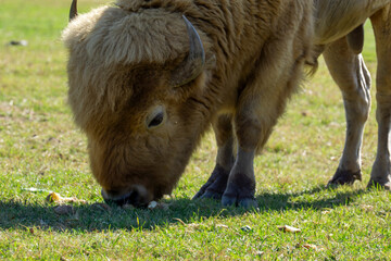 Buffalo grazing on the grass