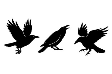 Fototapeta premium Three striking raven silhouettes in dynamic poses: one soaring in flight, one calling from the ground, and one with wings spread mid-motion. Bold black shapes on a crisp white background.