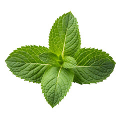 Single Bunch of Fresh Green Mint Leaves with Detailed Veins herb