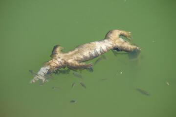 Small fish eat carcasses in the river. Dead monitor lizard carcasses in the river. For graphic design, 3D rendering and banners