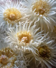 White and Yellow Sea Anemones Close Up