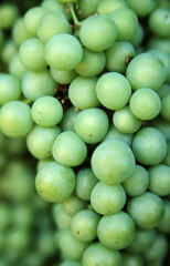 White wine grapes on the vine