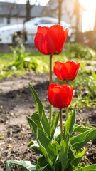 Red tulips in a garden (1)