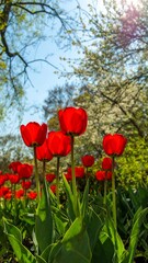 Red tulips in a garden (2)