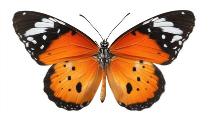 Vibrant Orange Butterfly with Black and White Markings on White Background