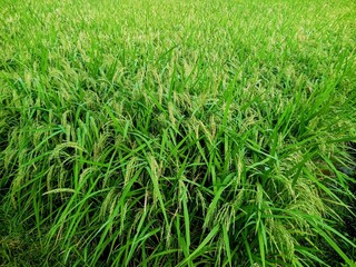 green wheat field