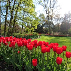 Red tulips in a park