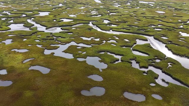 Sinuous channels meander through a scenic salt marsh on Cape Cod, Massachusetts. Salt marshes act as natural carbon sinks, are sheltered nurseries for wildlife, and buffer against storms and waves.