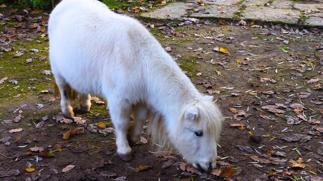 Close up ofa white Shetland pony grazing ona meadow ona cloudy day in autumn