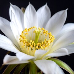 Obraz premium Close-up of a pristine white cactus flower