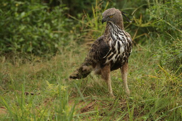 Sri Lankan Birs in the Wild, Sri Lanka 