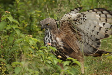 Sri Lankan Birs in the Wild, Sri Lanka 