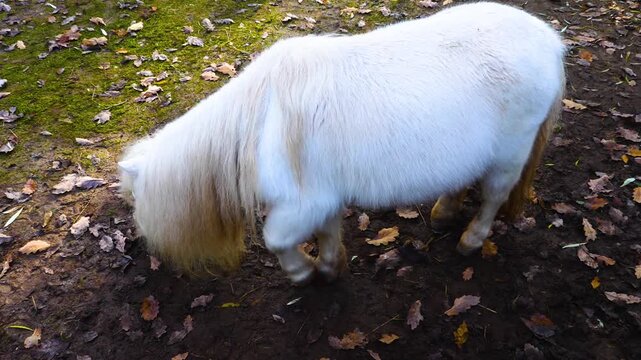 Close up ofa white Shetland pony grazing ona meadow ona cloudy day in autumn