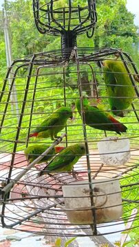 A group of vibrant green parrots perched inside a rustic wire cage with food cups, set against a lush natural green background.